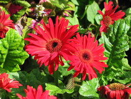 2007 06-Eureka Springs Gerber Daisies